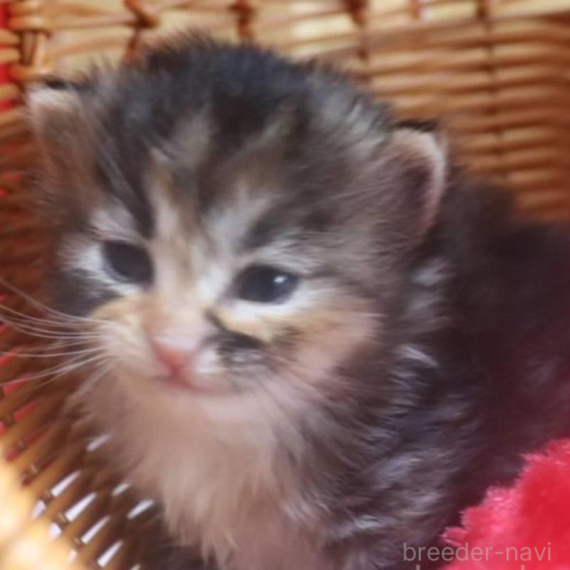 販売中の千葉県のサイベリアン-135247の9枚目