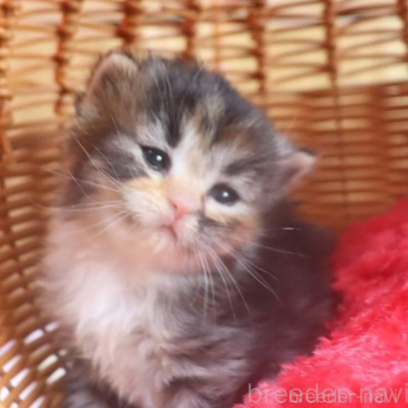 販売中の千葉県のサイベリアン-135247の8枚目