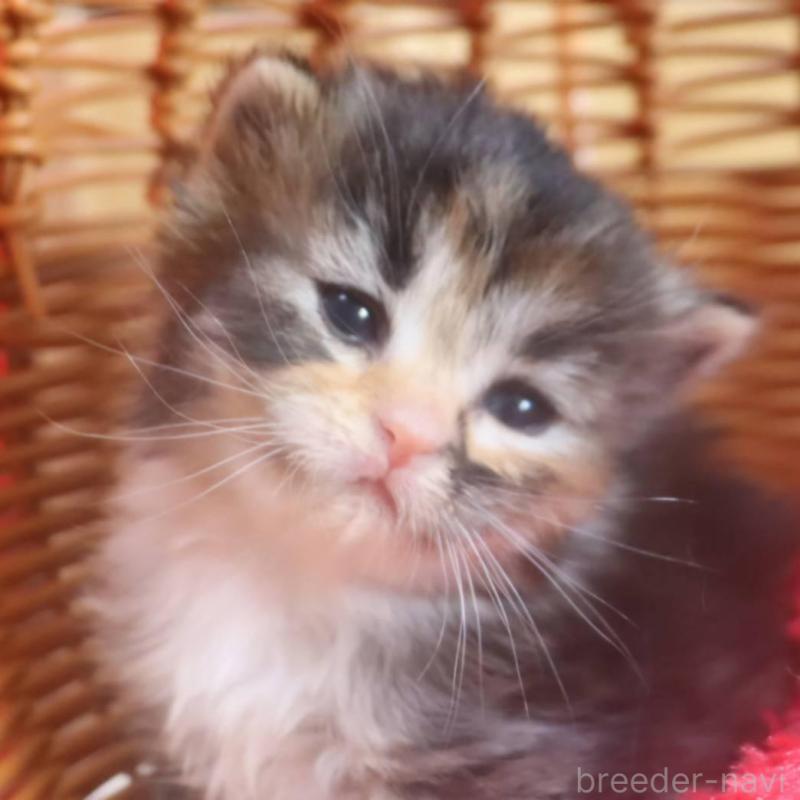 販売中の千葉県のサイベリアン-135247の7枚目