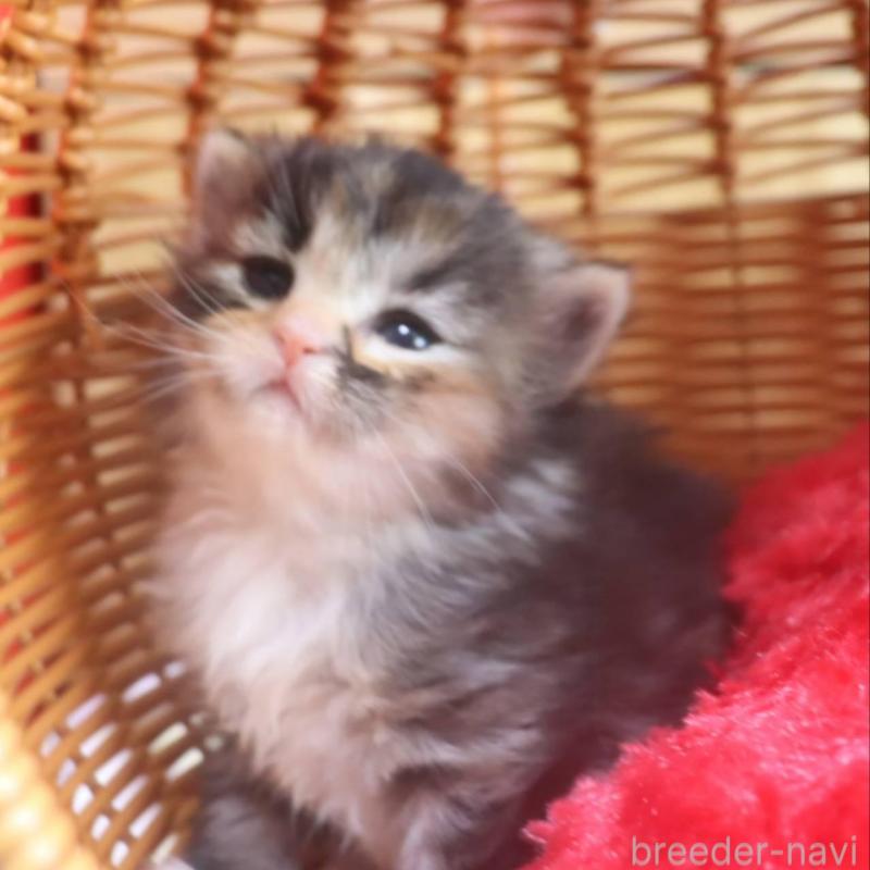 販売中の千葉県のサイベリアン-135247の6枚目