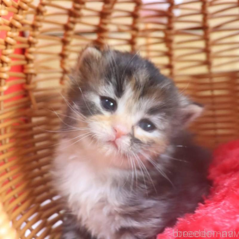 販売中の千葉県のサイベリアン-135247の5枚目