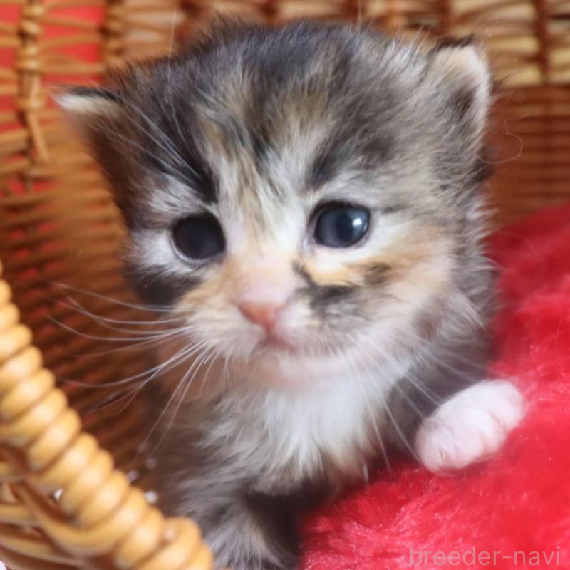 販売中の千葉県のサイベリアン-135247の1枚目