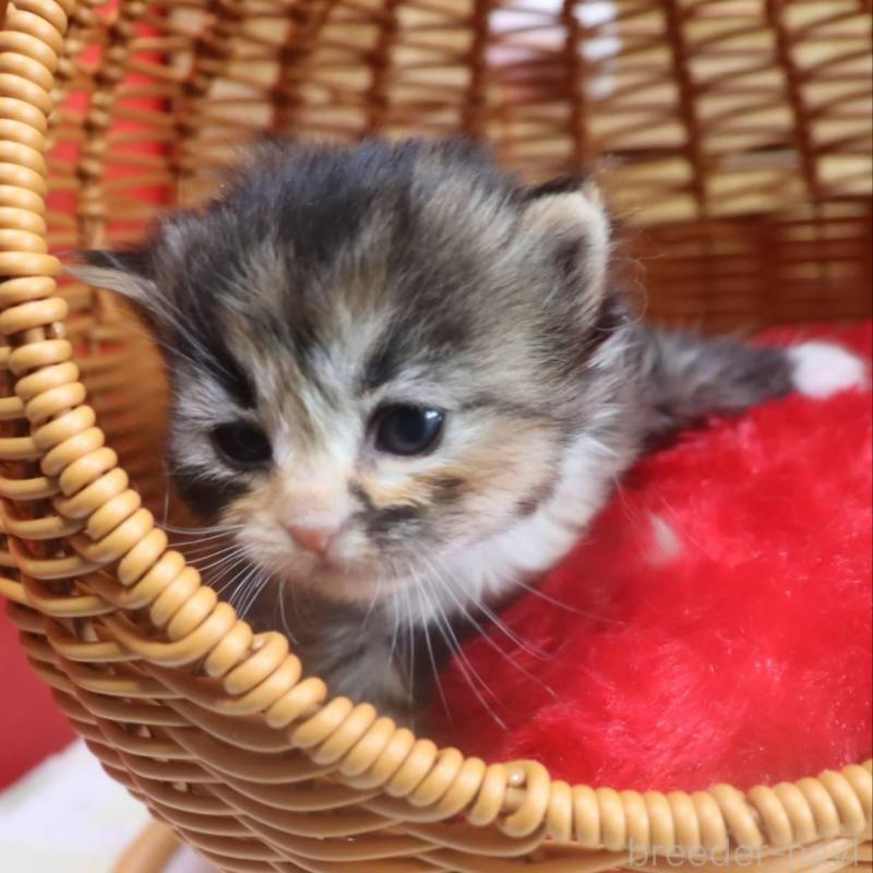 販売中の千葉県のサイベリアン-135247の3枚目