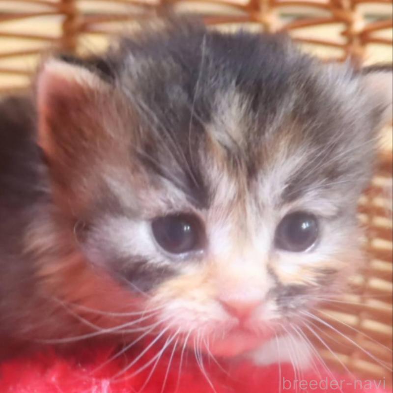 販売中の千葉県のサイベリアン-135247の2枚目