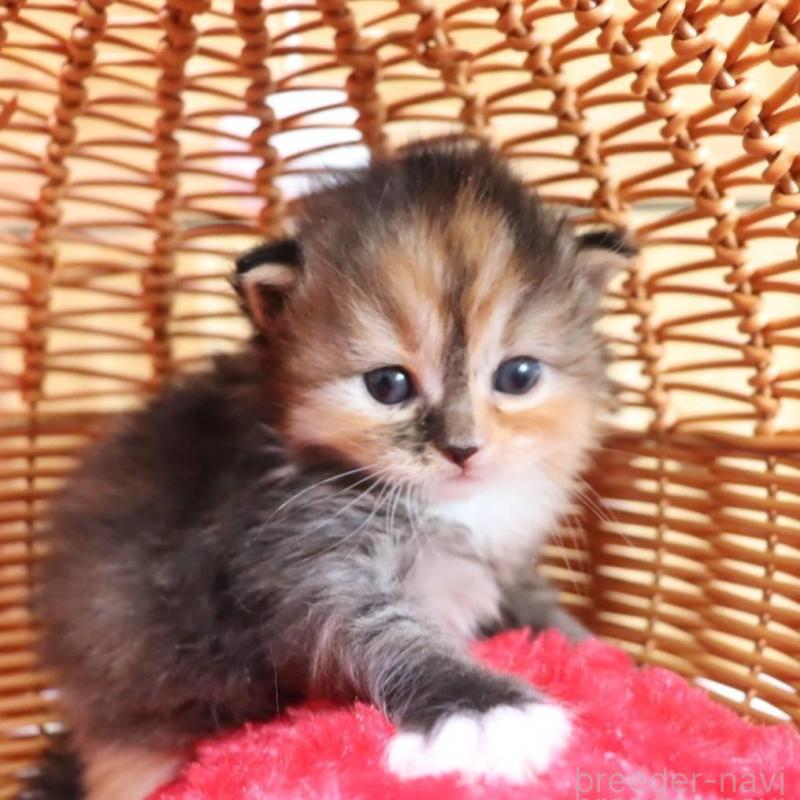 販売中の千葉県のサイベリアン-135248の6枚目