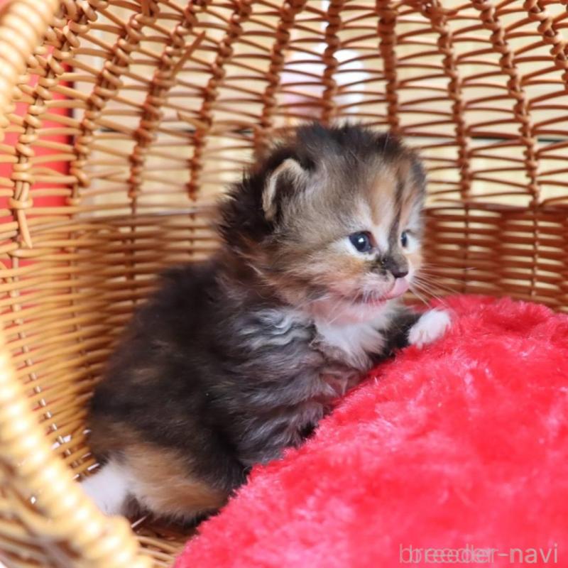 販売中の千葉県のサイベリアン-135248の5枚目