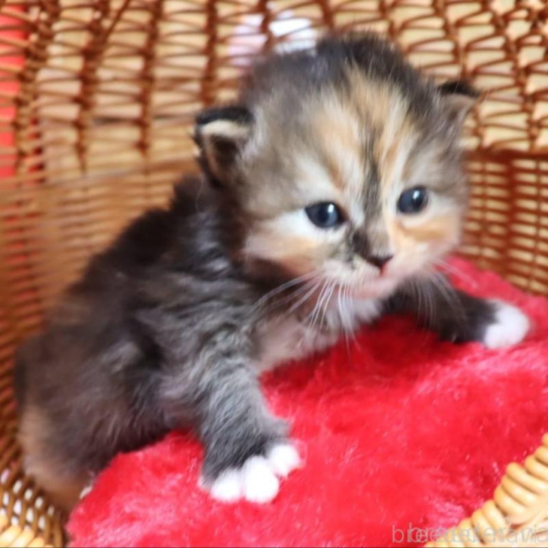 販売中の千葉県のサイベリアン-135248の3枚目