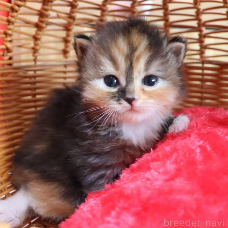 販売中の千葉県のサイベリアン-135248