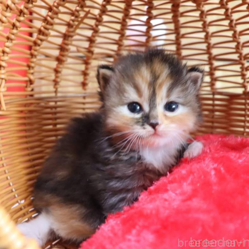 販売中の千葉県のサイベリアン-135248の2枚目