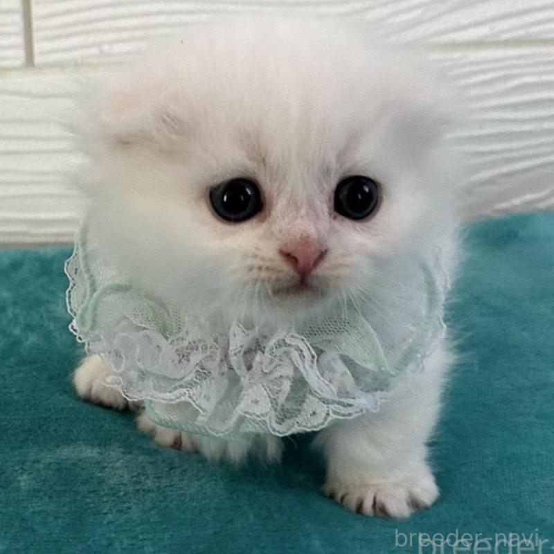 販売中の千葉県のマンチカン(短足)-135249の1枚目