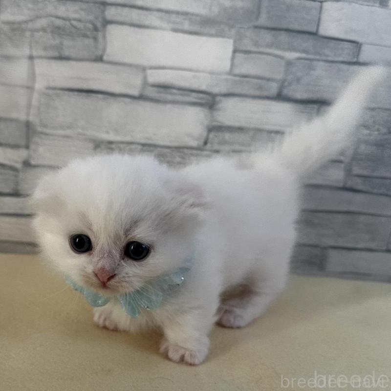 販売中の千葉県のマンチカン(短足)-135249の5枚目