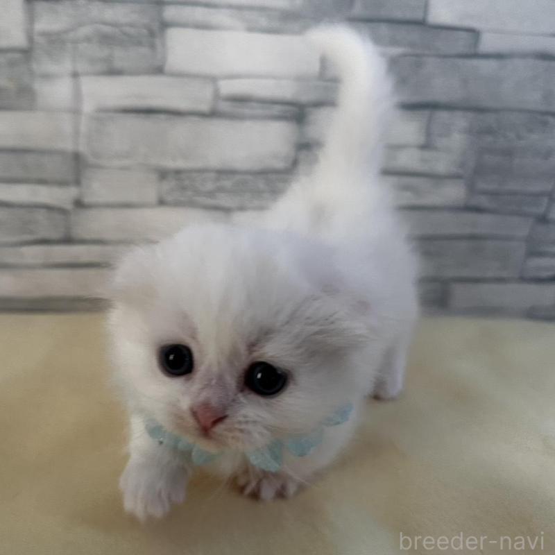 販売中の千葉県のマンチカン(短足)-135249の4枚目