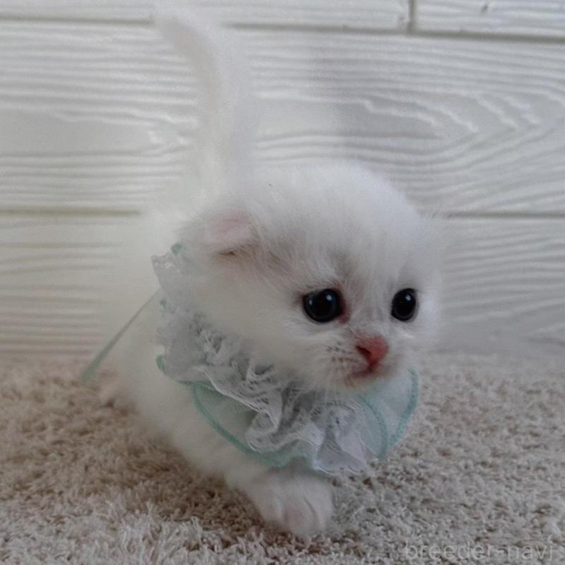 販売中の千葉県のマンチカン(短足)-135249の3枚目