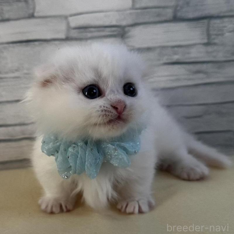 販売中の千葉県のマンチカン(短足)-135249の2枚目