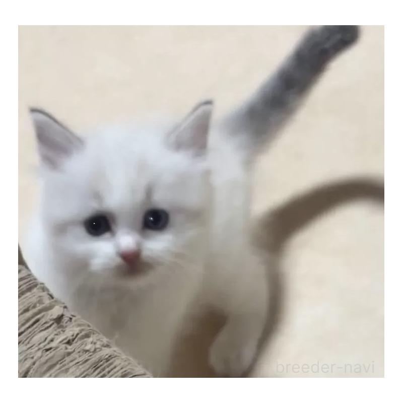 販売中の岐阜県のラグドール-134875