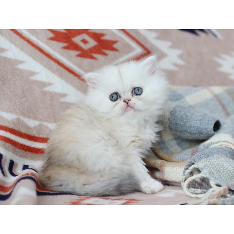 販売中の愛知県のエキゾチックロングヘア-135250の5枚目