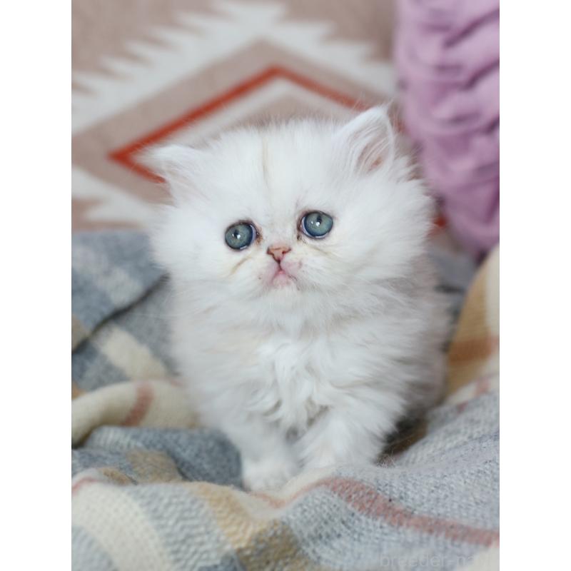 販売中の愛知県のエキゾチックロングヘア-135250の4枚目