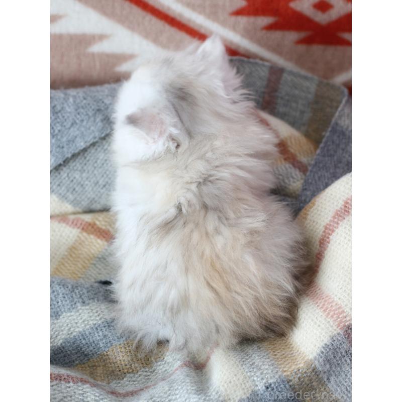 販売中の愛知県のエキゾチックロングヘア-135250の3枚目