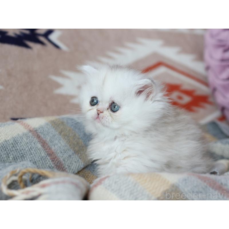 販売中の愛知県のエキゾチックロングヘア-135250の2枚目