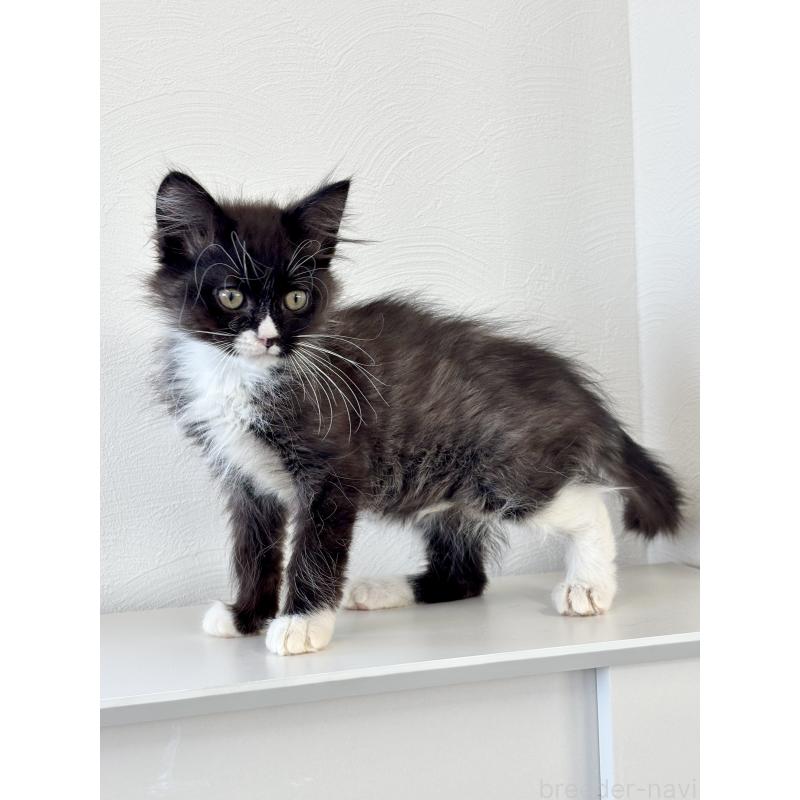 販売中の埼玉県のサイベリアン-135251の7枚目