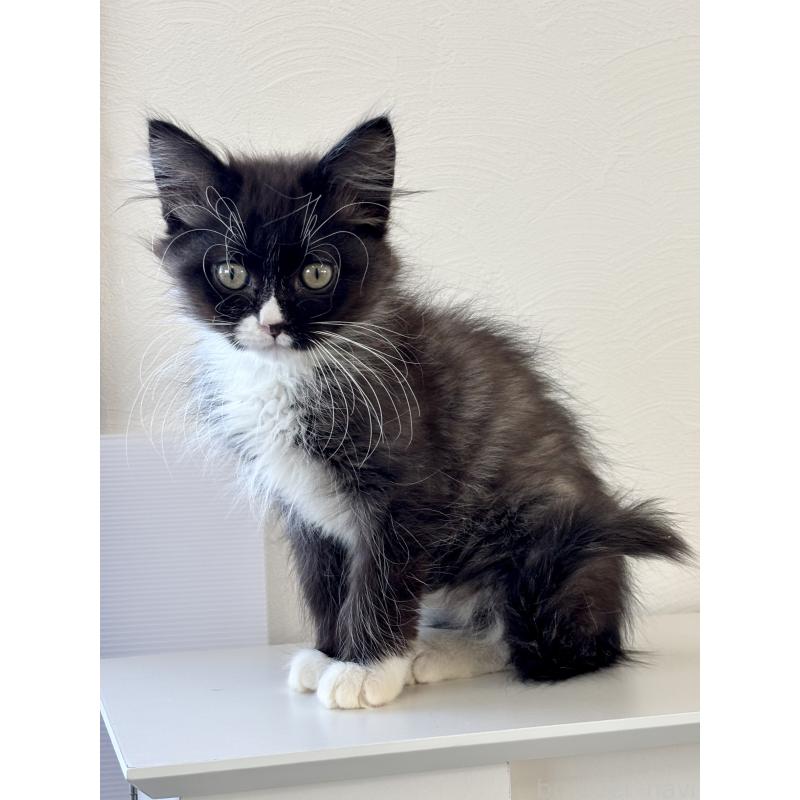 販売中の埼玉県のサイベリアン-135251の6枚目