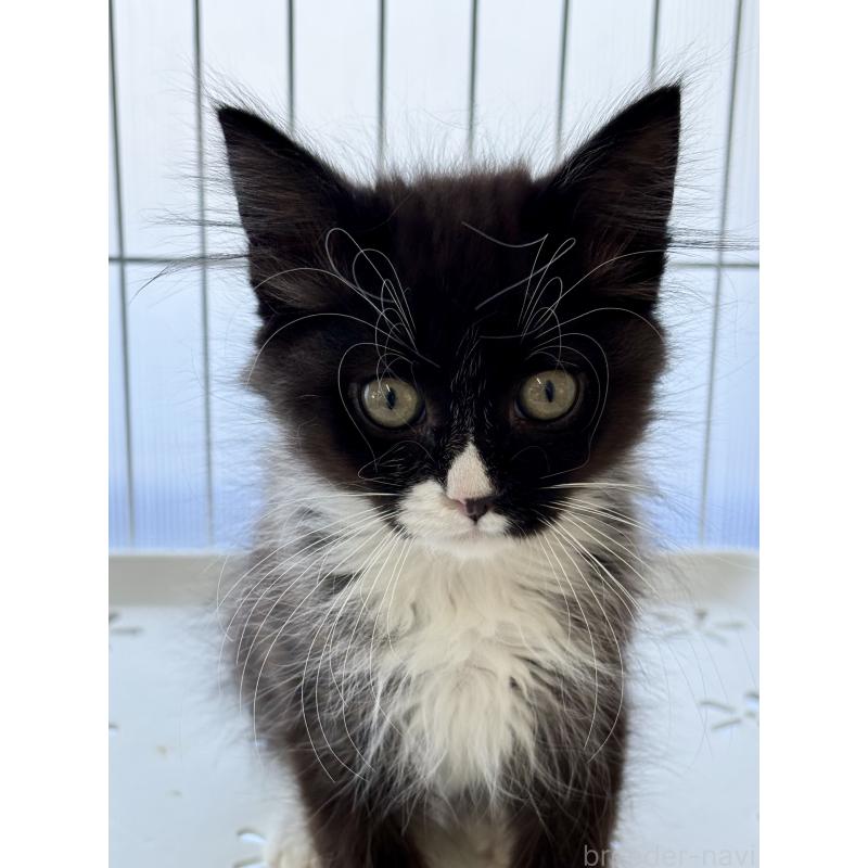 販売中の埼玉県のサイベリアン-135251の5枚目