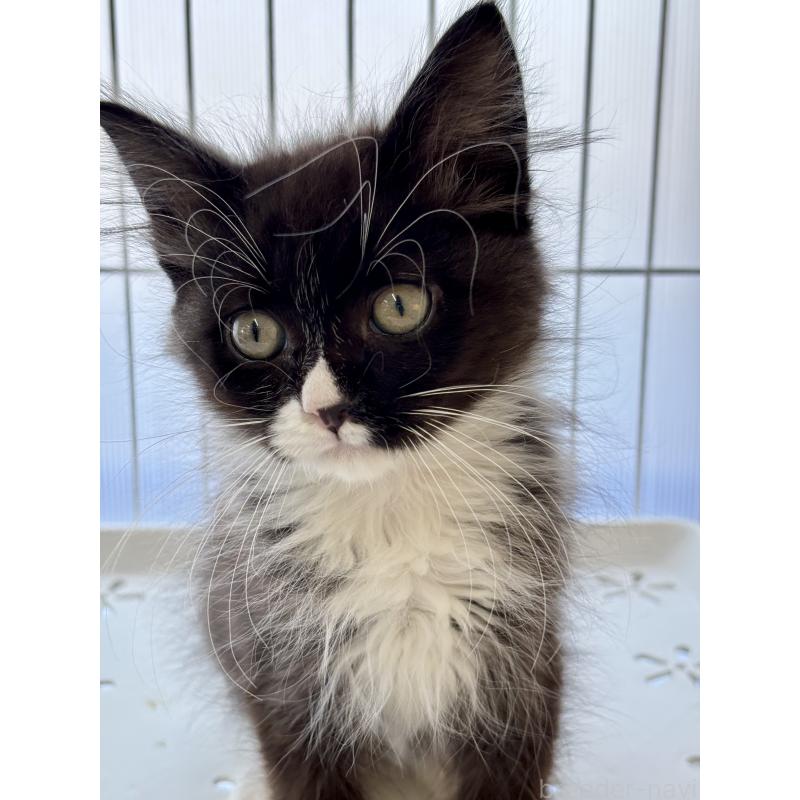 販売中の埼玉県のサイベリアン-135251の4枚目