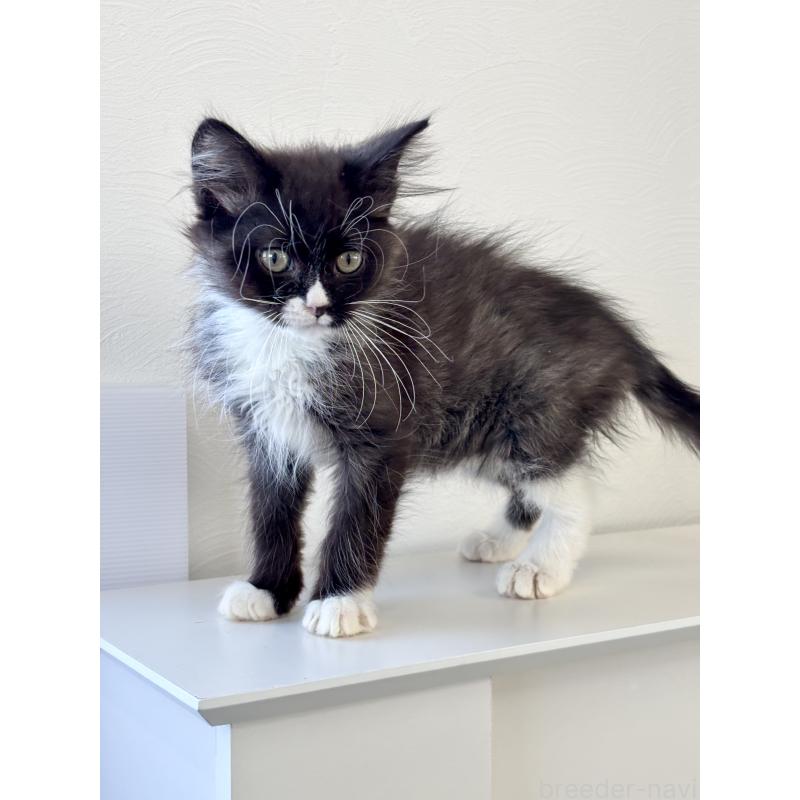 販売中の埼玉県のサイベリアン-135251の3枚目