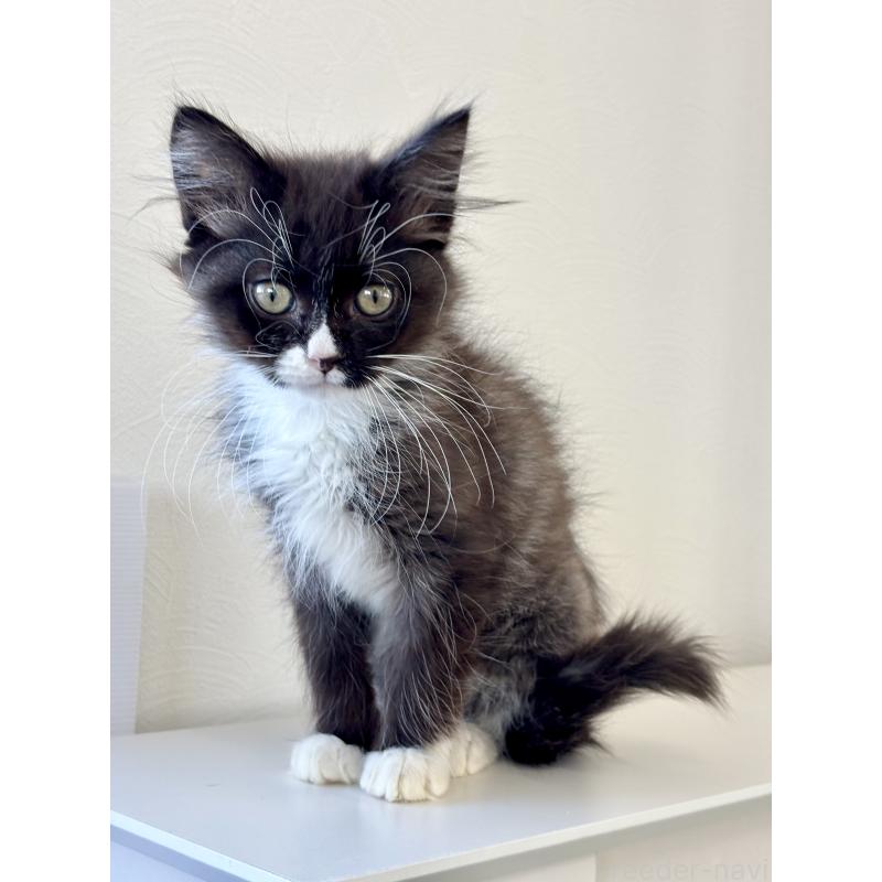 販売中の埼玉県のサイベリアン-135251の2枚目