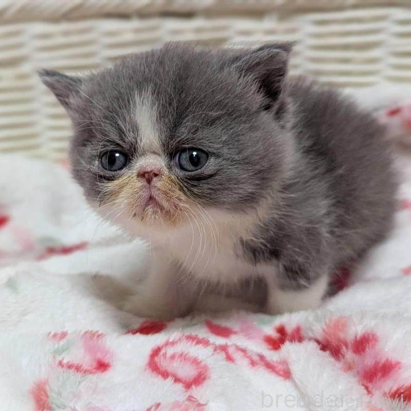 販売中の愛知県のエキゾチックショートヘア-135252の4枚目