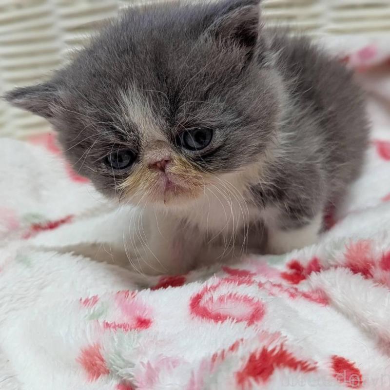 販売中の愛知県のエキゾチックショートヘア-135252の3枚目