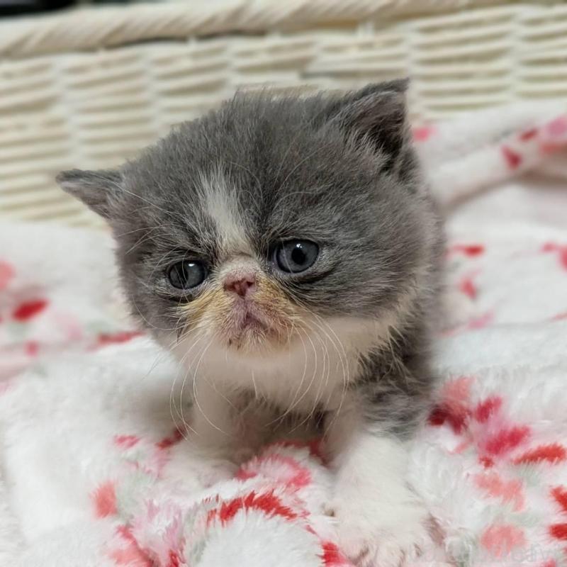 販売中の愛知県のエキゾチックショートヘア-135252