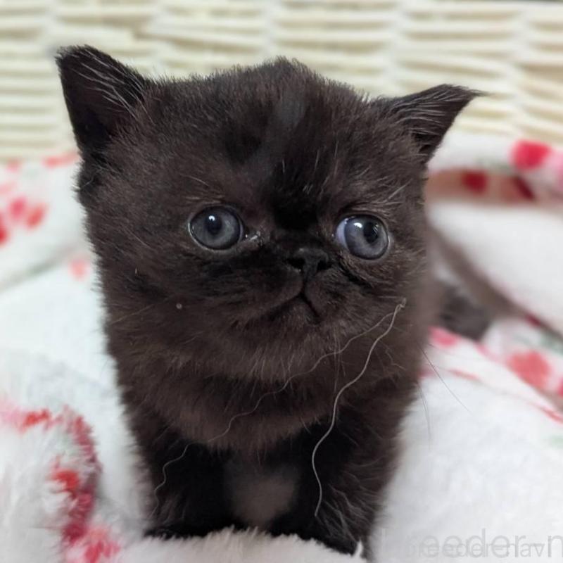 販売中の愛知県のエキゾチックショートヘア-135253