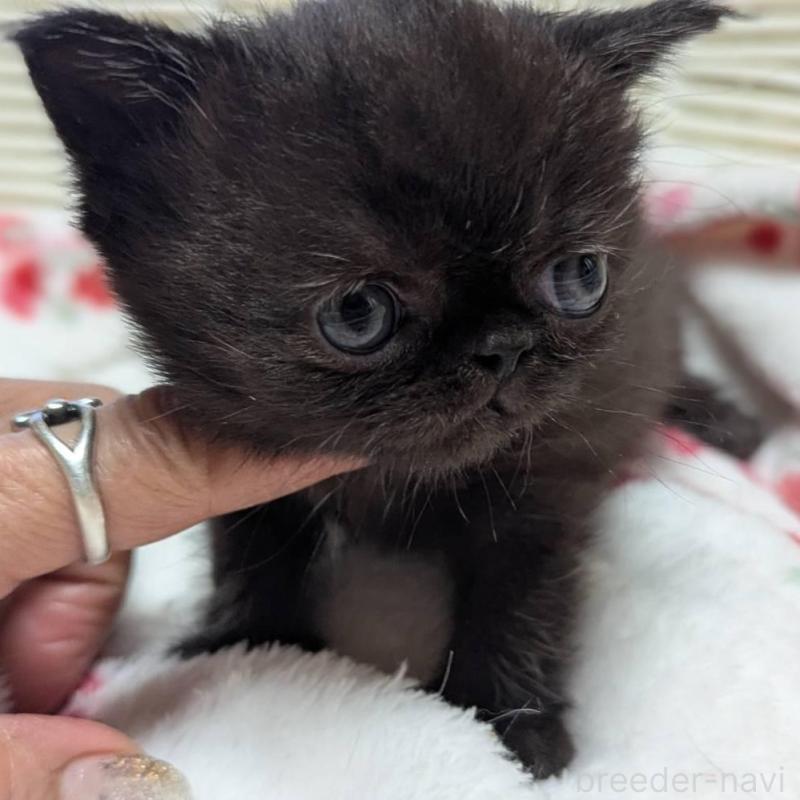 販売中の愛知県のエキゾチックショートヘア-135253の3枚目