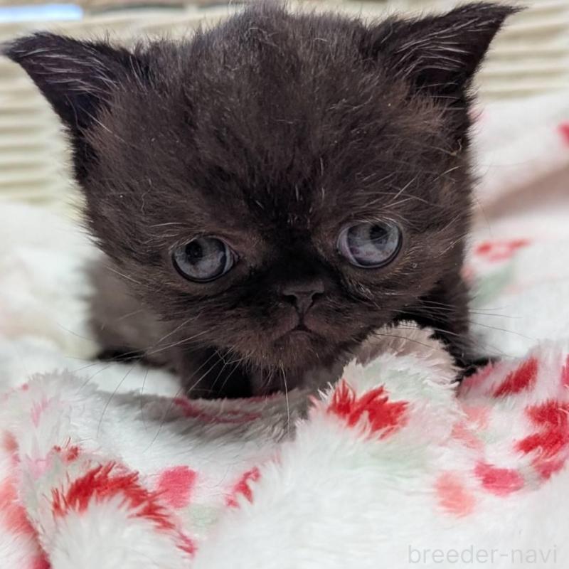 販売中の愛知県のエキゾチックショートヘア-135253の2枚目