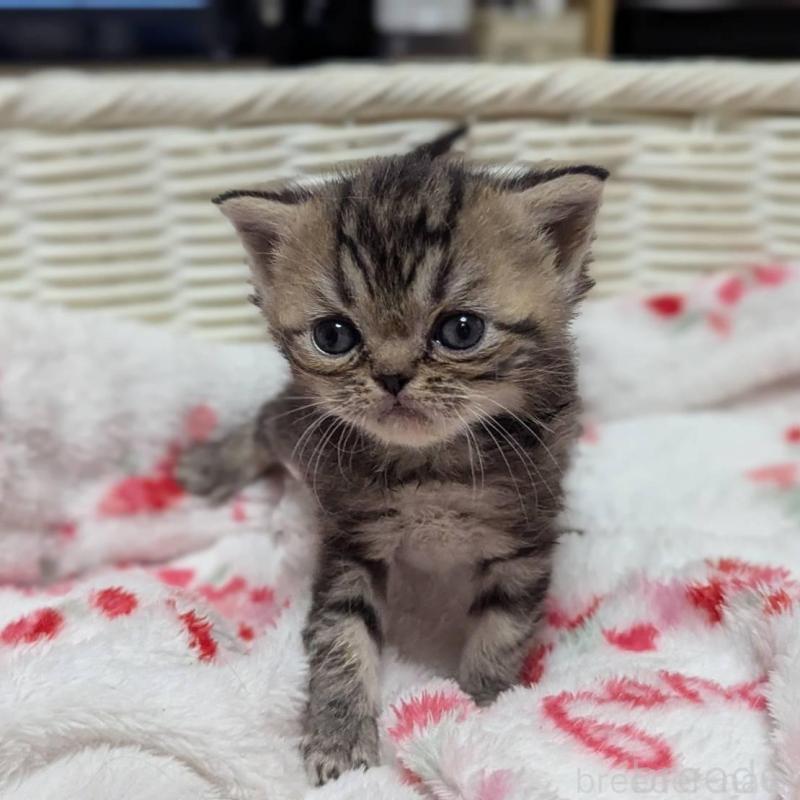 販売中の愛知県のエキゾチックショートヘア-135254の4枚目