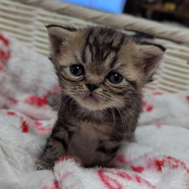 販売中の愛知県のエキゾチックショートヘア-135254の1枚目