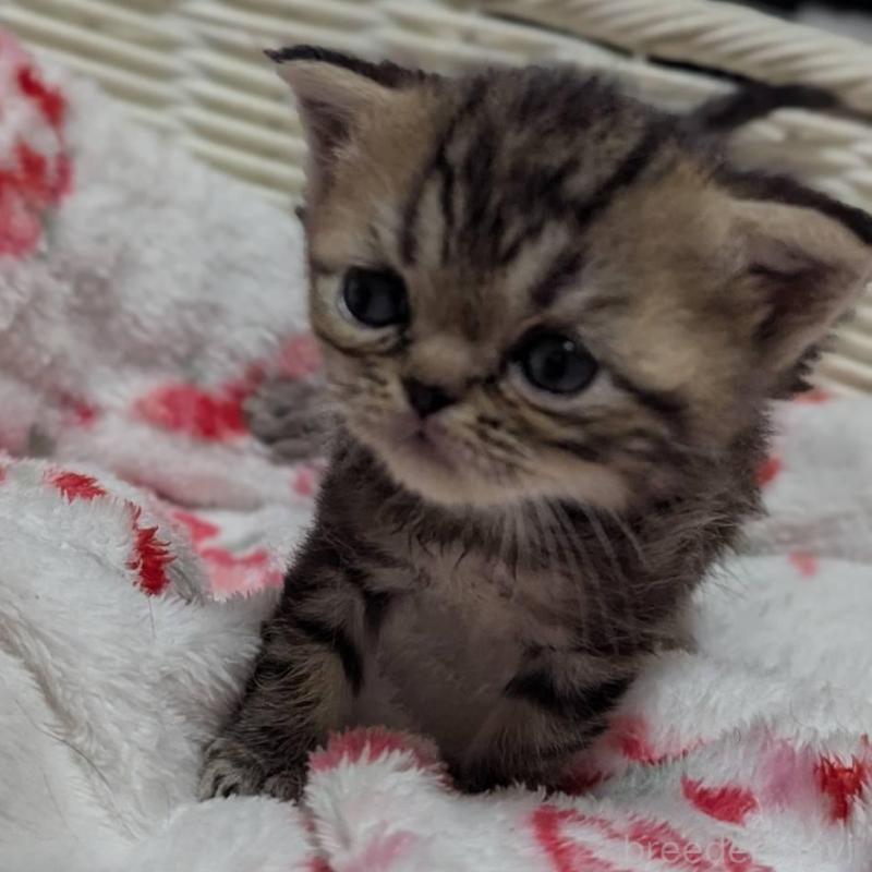 販売中の愛知県のエキゾチックショートヘア-135254の3枚目