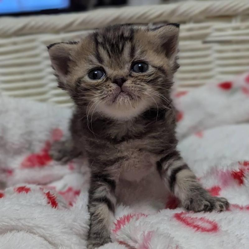 販売中の愛知県のエキゾチックショートヘア-135254の2枚目