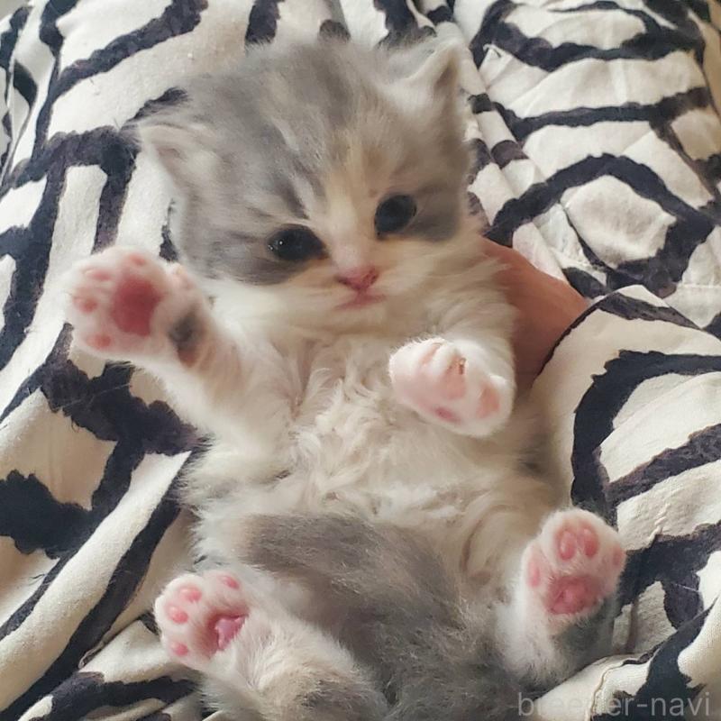 販売中の愛知県のスコティッシュフォールド-135255の7枚目