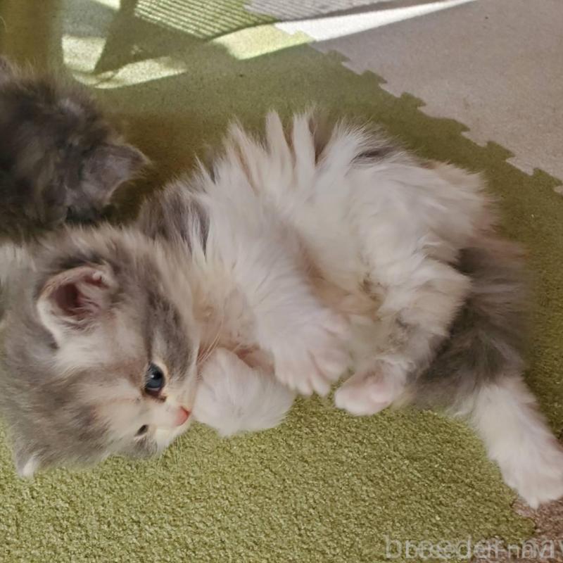 販売中の愛知県のスコティッシュフォールド-135255の6枚目