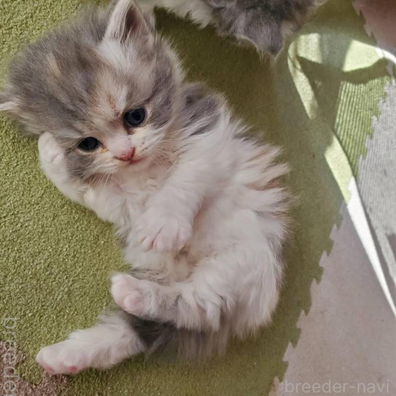 販売中の愛知県のスコティッシュフォールド-135255の5枚目