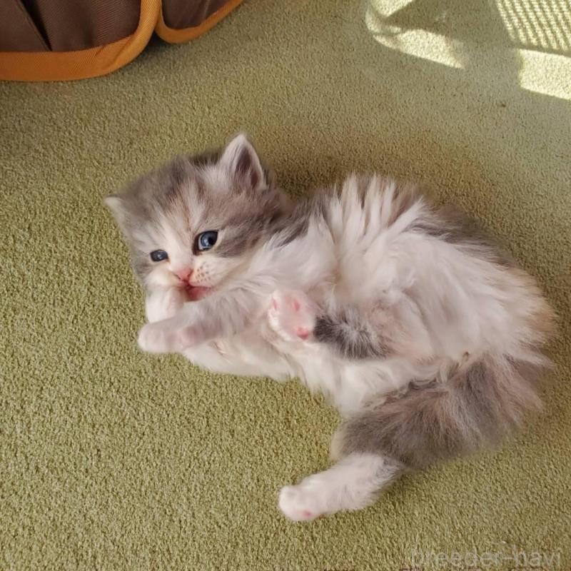 販売中の愛知県のスコティッシュフォールド-135255の4枚目