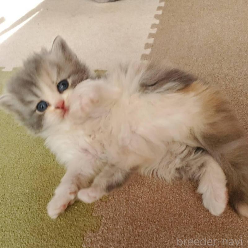 販売中の愛知県のスコティッシュフォールド-135255の3枚目