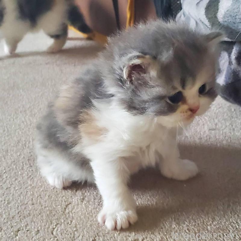 販売中の愛知県のスコティッシュフォールド-135255の2枚目