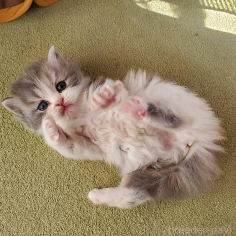 販売中の愛知県のスコティッシュフォールド-135255の1枚目