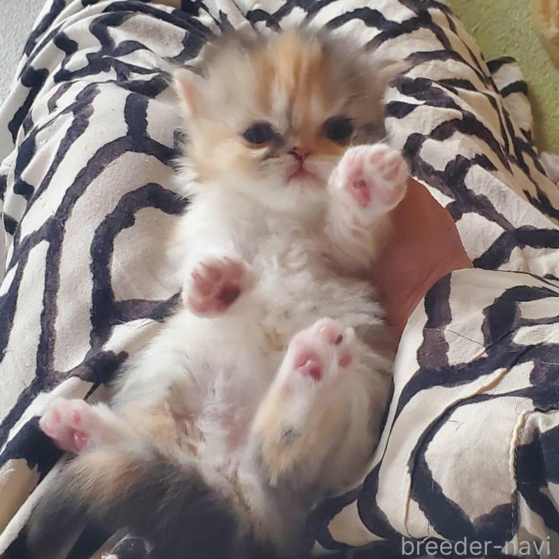 販売中の愛知県のスコティッシュフォールド-135256の6枚目