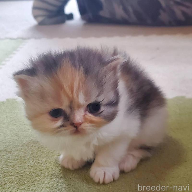 販売中の愛知県のスコティッシュフォールド-135256の5枚目