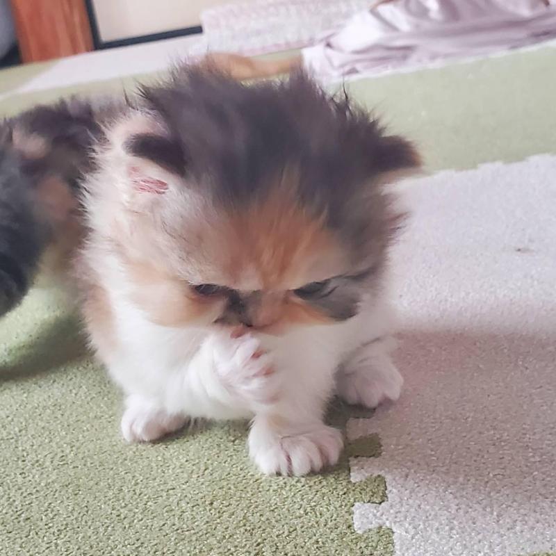 販売中の愛知県のスコティッシュフォールド-135256の4枚目