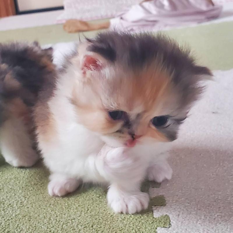 販売中の愛知県のスコティッシュフォールド-135256の3枚目